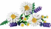 LEGO Botanical Collection 11508 Százszorszépek